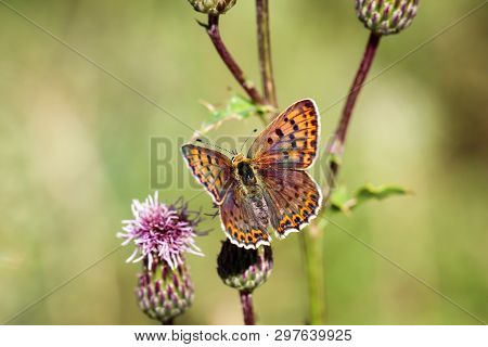 Close-up Of A Butterfly, Rambling On A Plant
