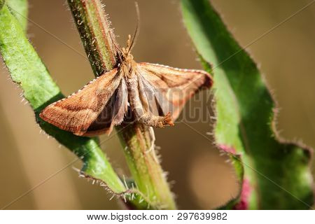 Close-up Of A Butterfly, Rambling On A Plant