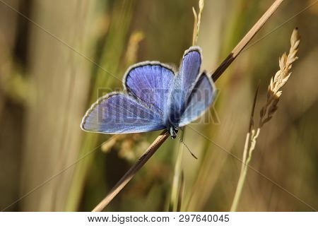 Close-up Of A Butterfly, Rambling On A Plant