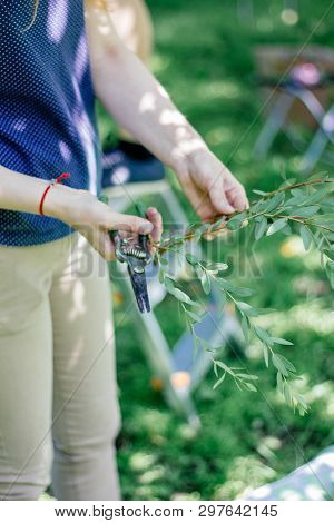 Florist Hans With Secateurs And Green Branch.
