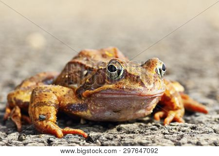 Full Length Agile Frog ( Rama Dalmatina, Front View On Wild Animal )