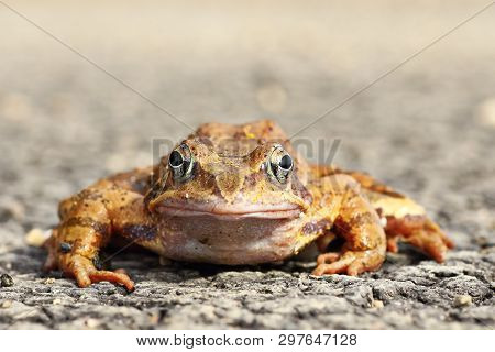 Full Length Agile Frog Looking At The Camera ( Rana Dalmatina )