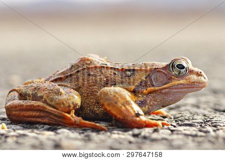 Full Length Agile Frog On The Ground ( Rana Dalmatina )