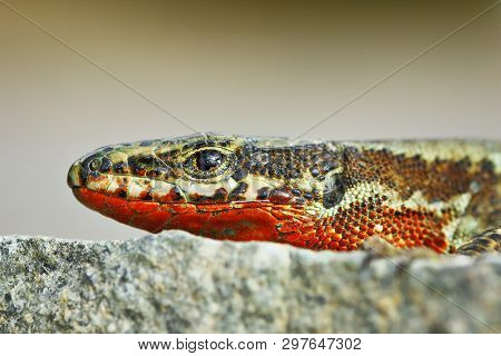 Macro Image Of Male Podarcis Muralis ( Common Wall Lizard )