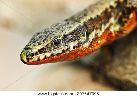 Male Common Wall Lizard Portrait ( Podarcis Muralis )
