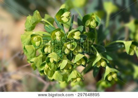 Wulfens Spurge - Latin Name - Euphorbia Characias Subsp. Wulfenii