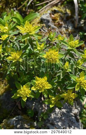 Cushion Spurge Yellow Flowers - Latin Name - Euphorbia Epithymoides (euphorbia Polychroma)