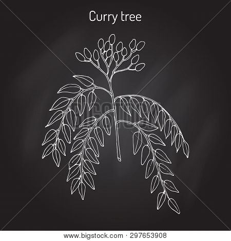 Curry Tree Murraya Koenigii , Medicinal Plant. Hand Drawn Botanical Vector Illustration