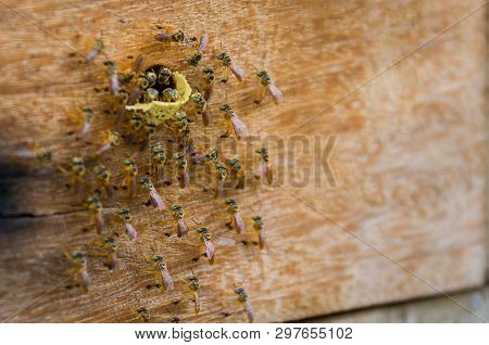 Bee Hive Without Sting, Jataí Bee (tetragonisca Angustula)