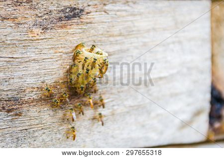 Bee Hive Without Sting, Jataí Bee (tetragonisca Angustula)