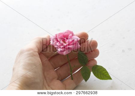 One Pink Rose In Hand On Gray Background. One Beautiful Rose On A White Table. Minimalism. Postcard,