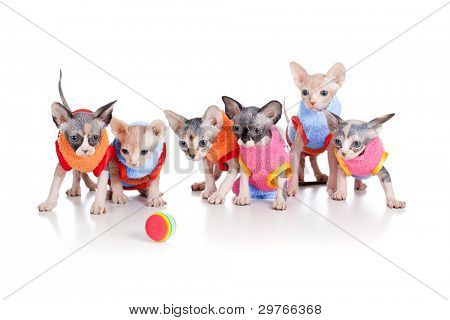 Seks sjove hairless killing med bolden kuld af Canadian sphynx