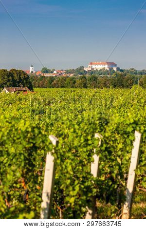 vineyards, Siklos castle, Hungary
