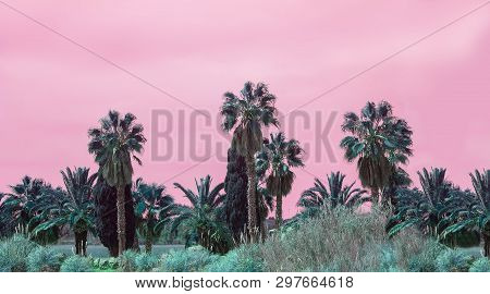 Surrealistic Abstract Mallorca Endemic Fan Palm Chamaerops Humilis Lush Leaves Against Pink Skies