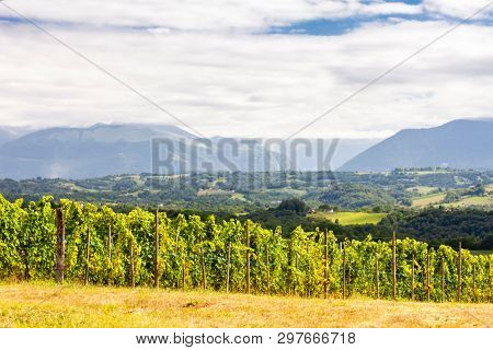 vineyard, Jurancon, France