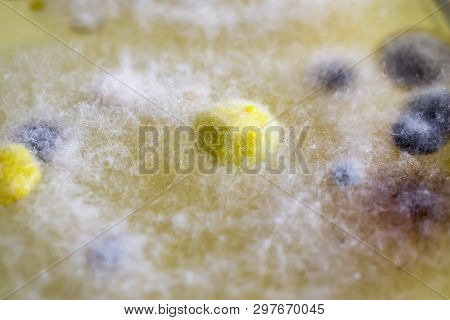 Colonies Of Different Bacteria And Mold Fungi Grown From Indoor Air On Petri Dish With Nutrient Agar