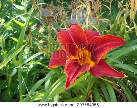 Closeup Of A Big Red Tiger Lily In The Garden Summer. Bright Red Beautiful Asiatic Macro