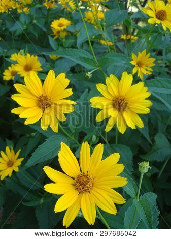 Macro Shot Maxican Sunflower, Yellow Flower Background