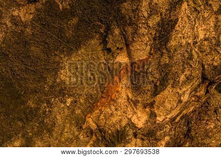 Closeup Of The Side Of Large 630 Year Old Tree.