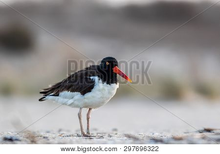 American Oystercatcher, Haematopodidae, A Boldly Patterend Protected Shorebird At Sunrise In Cape Ma