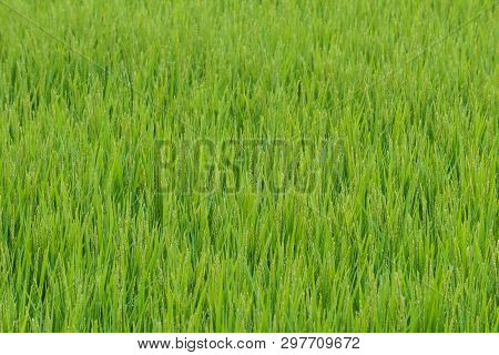 Full Frame View Of Rice Paddy Fields In The Morning Under The Dew.