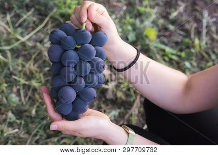 A Big Grape Handed By A Girl In A Japanese Grape Harvest.
