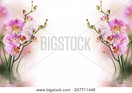Bright Background With Purple Orchids, Which Are Reflected In The Water