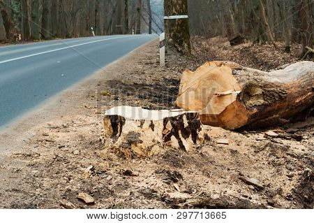 Sawn Tree On The Side Of The Road, Pruning Trees Along The Road