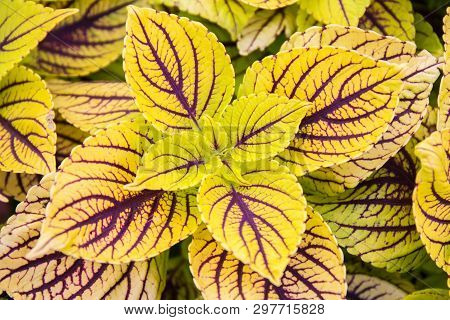 Multicolor Decorative Plant - Coleus; ( Solenostemon Scutellarioides )