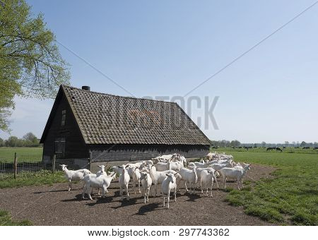 White Goats On Sunny Day In Spring And Old Barn On Utrechtse Heuvelrug In The Netherlands Near Utrec