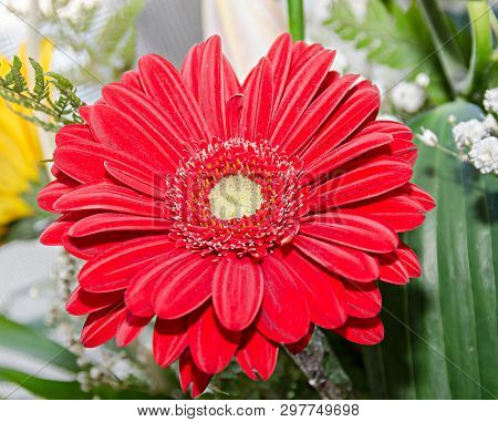 Red Chrysanthemum Flower, Mum Or Chrysanths, Close Up.
