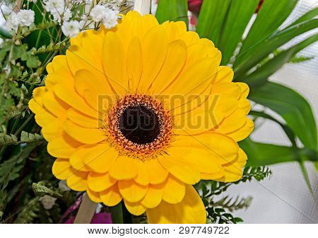 Yellow Chrysanthemum Flower, Mum Or Chrysanths, Close Up