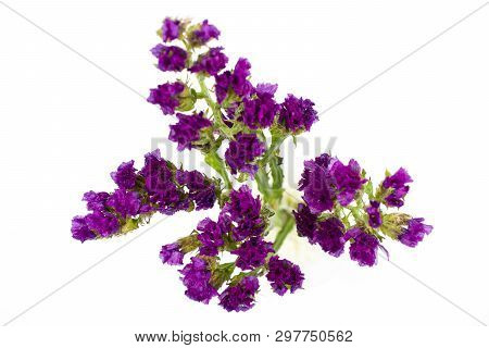 Purple Linonium, Commonly Known As Wavyleaf Sea Lavender,statice, Sea Lavender, Notch Leaf Marsh Ros