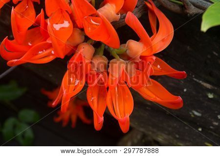 Colorful Orange Trumpet In Folk Of Thailand