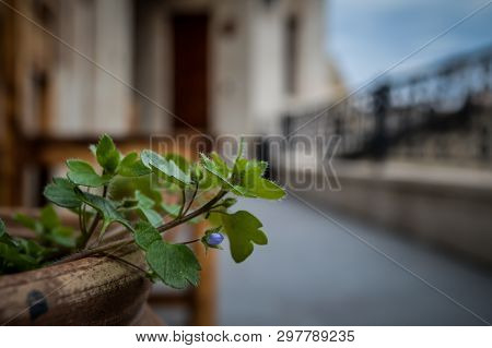 Ivy In Flowerpots In Hotel In Gerome