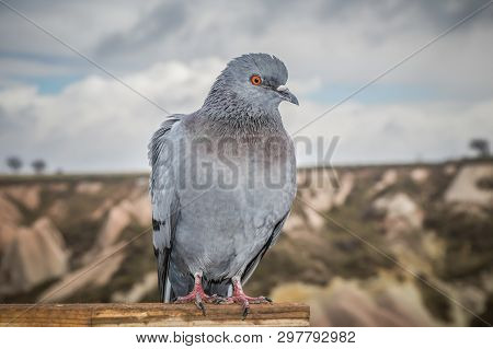 Pigeon At Pigeon Valley In Gerome Turkey