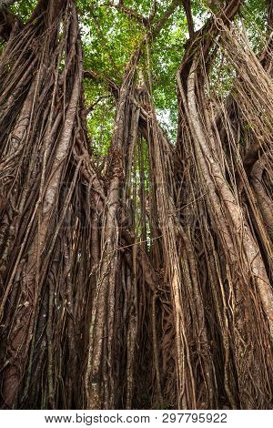 Big Banyan Or Indian Ficus Tree In Goa In India