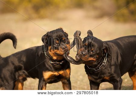 Dogs Of The Rottweiler Breed On A Walk Actively Play Together, Pull The Apport