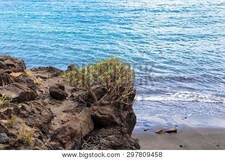 Sweet Tabaiba Plant (euphorbia Balsamífera) Growing On The Rocks With Sea Background. Flora Of Canar
