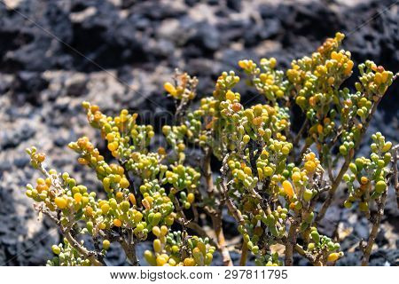 Tetraena Fontanesii (zygophyllum Fontanesii) With The Volcanic Rocks Background, Flora Of Tenerife I