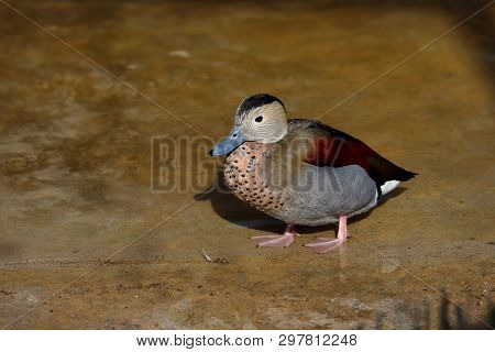 Full Body Of Colorful Male Ringed Teal Duck. Photography Of Lively Nature And Wildlife.