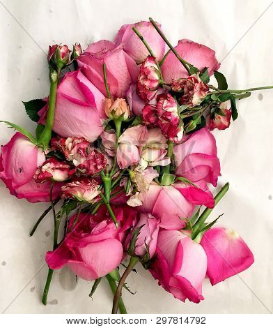 Dry Pink Head Roses. Flower Laying Isolated On White Background. Pink Head Roses Isolated On White B