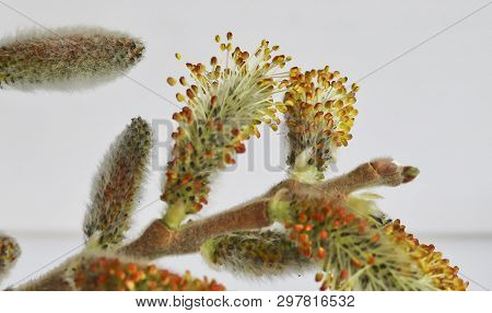 Willow Flower Shot From A Very Close Distance On A White Background. Stages Of Flowering Willow Tree