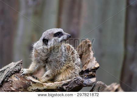 Full Body Of A Wild African Meerkat On The Tree Trank. Photography Of Lively Nature And Wildlife.