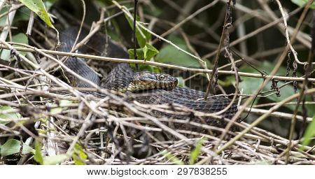 A Cottonmouth Snake In The Bushes In The Everglades, Florida.