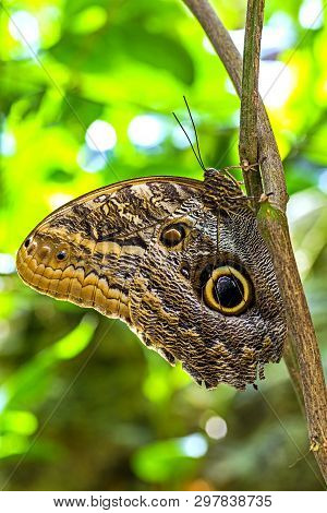 A Close Up Of A Brown Butterfly On A Green Leaf.
