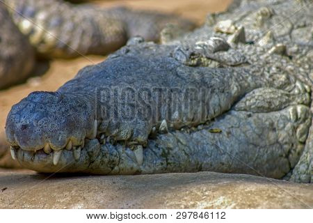 Close-up Photography Of The Orinoco Crocodile Head.  Captured At The Andean Mountains Of Southern Co