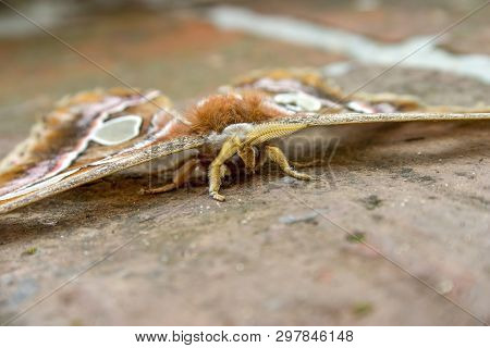 Macro Photography Of The Orizaba Silkmoth On The Floor. Captured At The Andean Mountains Of Central 