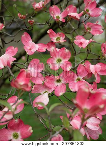 Pink And White Dogwood Blossoms In The Spring