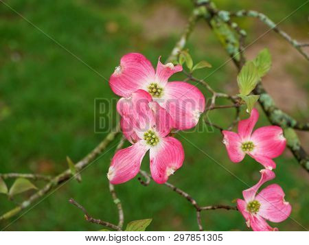 Pink And White Dogwood Tree Blossom In Spring